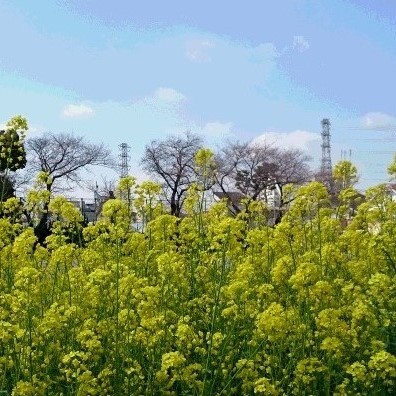 菜の花