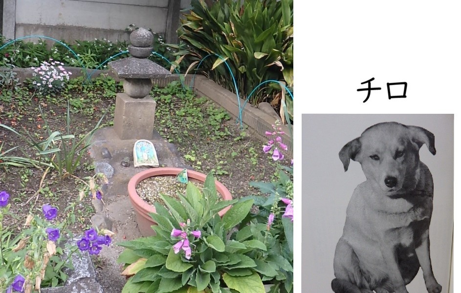 チロ