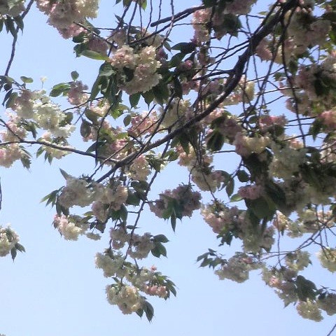 桜
