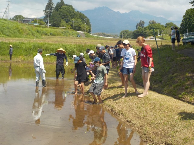 恐る恐る田んぼに