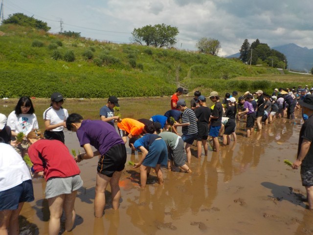 ２列に並んで田植え